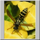 Polistes dominula - Haus-Feldwespe w03.jpg